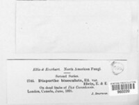 Hercospora binoculata image